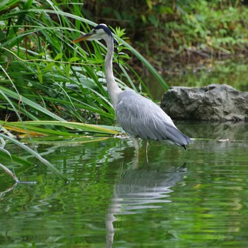 アオサギ 大泉緑地 2020年8月10日(月)