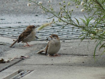 Eurasian Tree Sparrow 自宅前 Sat, 7/4/2020