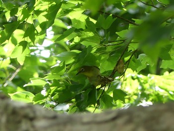 Warbling White-eye 荒川大麻生公園 Sat, 6/27/2020