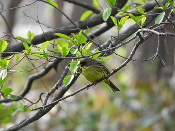 アオジ 春光台公園 2016年5月17日(火)