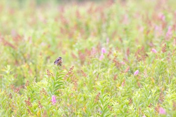 Amur Stonechat Senjogahara Marshland Sun, 8/9/2020