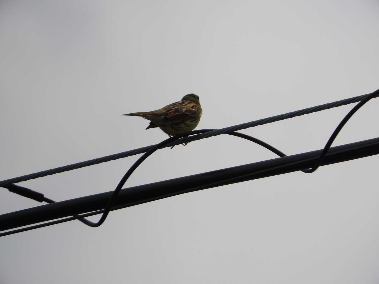 Russet Sparrow