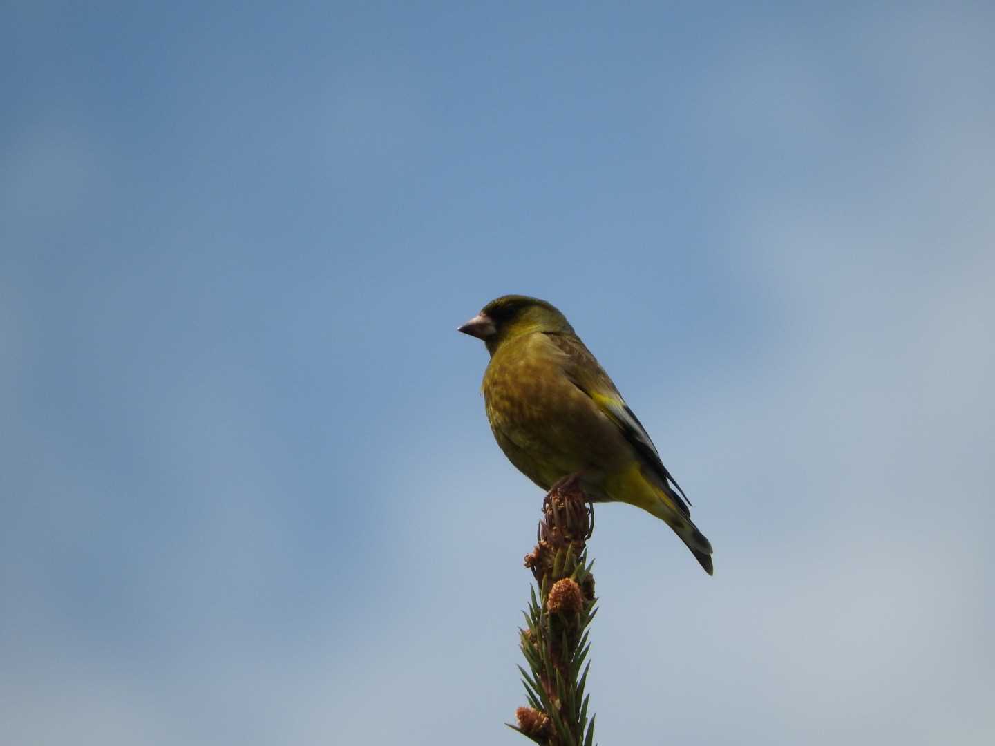 Grey-capped Greenfinch