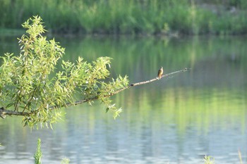 2020年8月12日(水) 多摩川二ヶ領宿河原堰の野鳥観察記録