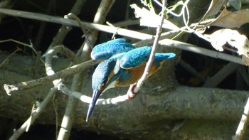 Common Kingfisher Unknown Spots Wed, 8/12/2020