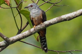 Mon, 8/10/2020 Birding report at Jurong Lake Gardens