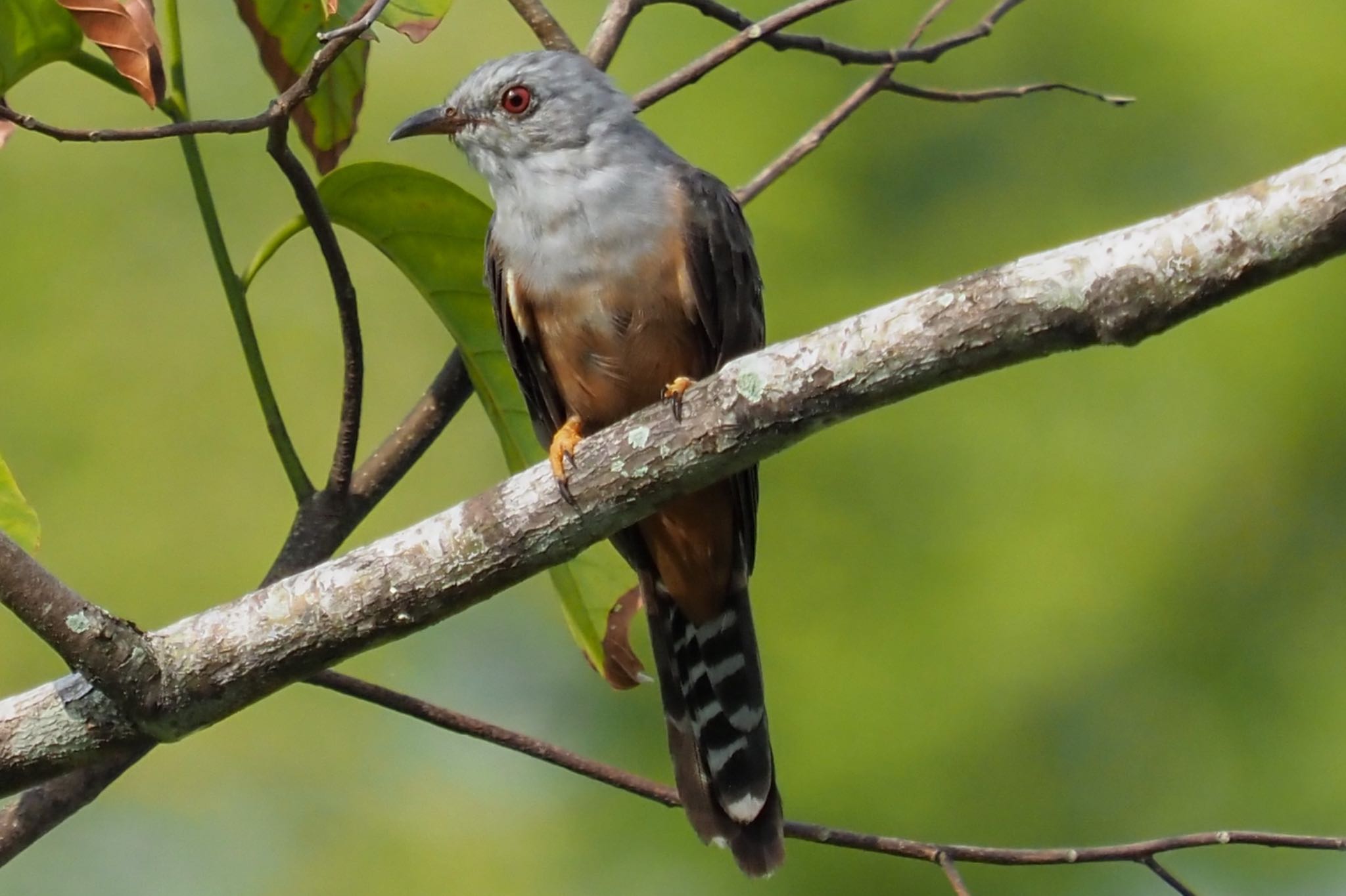 Photo of Plaintive Cuckoo at Jurong Lake Gardens by T K