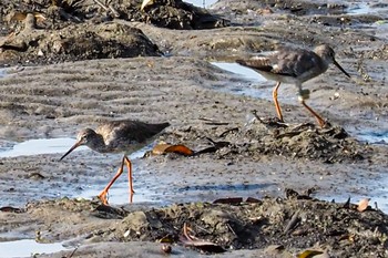 アカアシシギ Sungei Buloh Wetland Reserve 2020年8月8日(土)