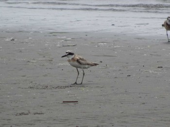 Greater Sand Plover Sambanze Tideland Mon, 8/10/2020