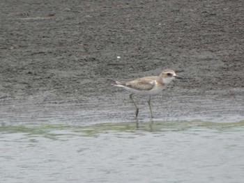 Greater Sand Plover Sambanze Tideland Mon, 8/10/2020