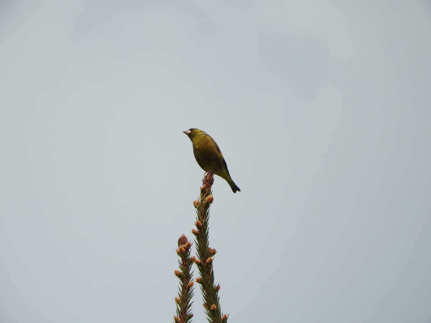 Grey-capped Greenfinch