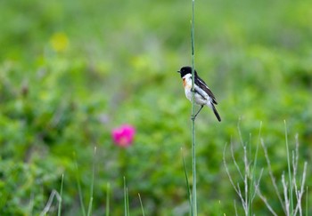 Amur Stonechat 北海道 Sun, 6/9/2019