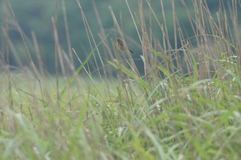 アオジ 静岡県 2020年8月2日(日)