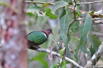 Pacific Emerald Dove Iron Range National Park Fri, 10/18/2019