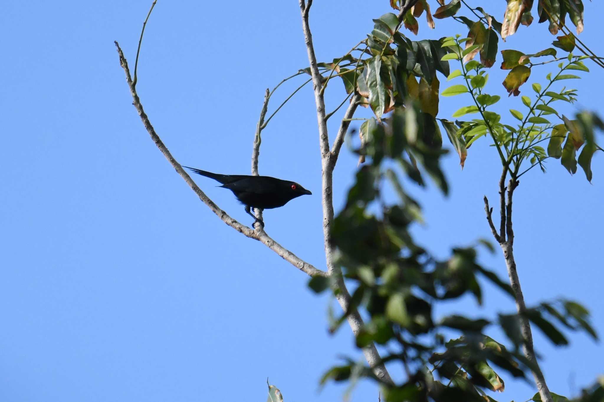 Metallic Starling