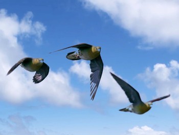 2020年8月7日(金) 照ヶ崎の野鳥観察記録