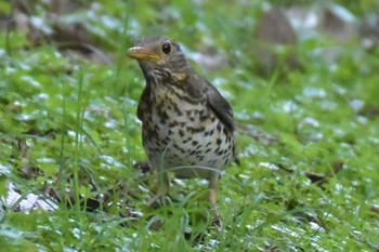 Japanese Thrush ささやまの森公園(篠山の森公園) Wed, 8/12/2020