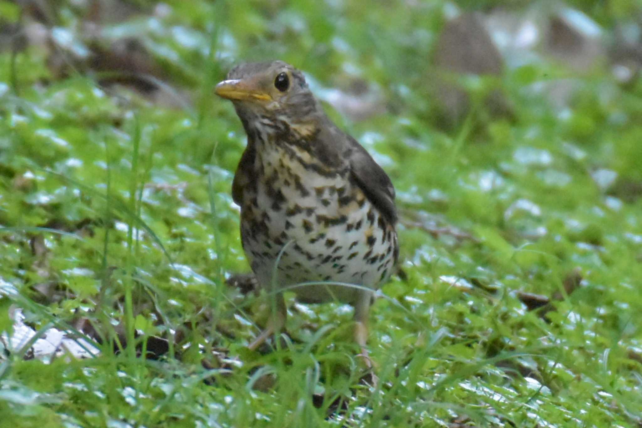 Photo of Japanese Thrush at ささやまの森公園(篠山の森公園) by Shunsuke Hirakawa