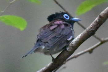 Black Paradise Flycatcher ささやまの森公園(篠山の森公園) Wed, 8/12/2020