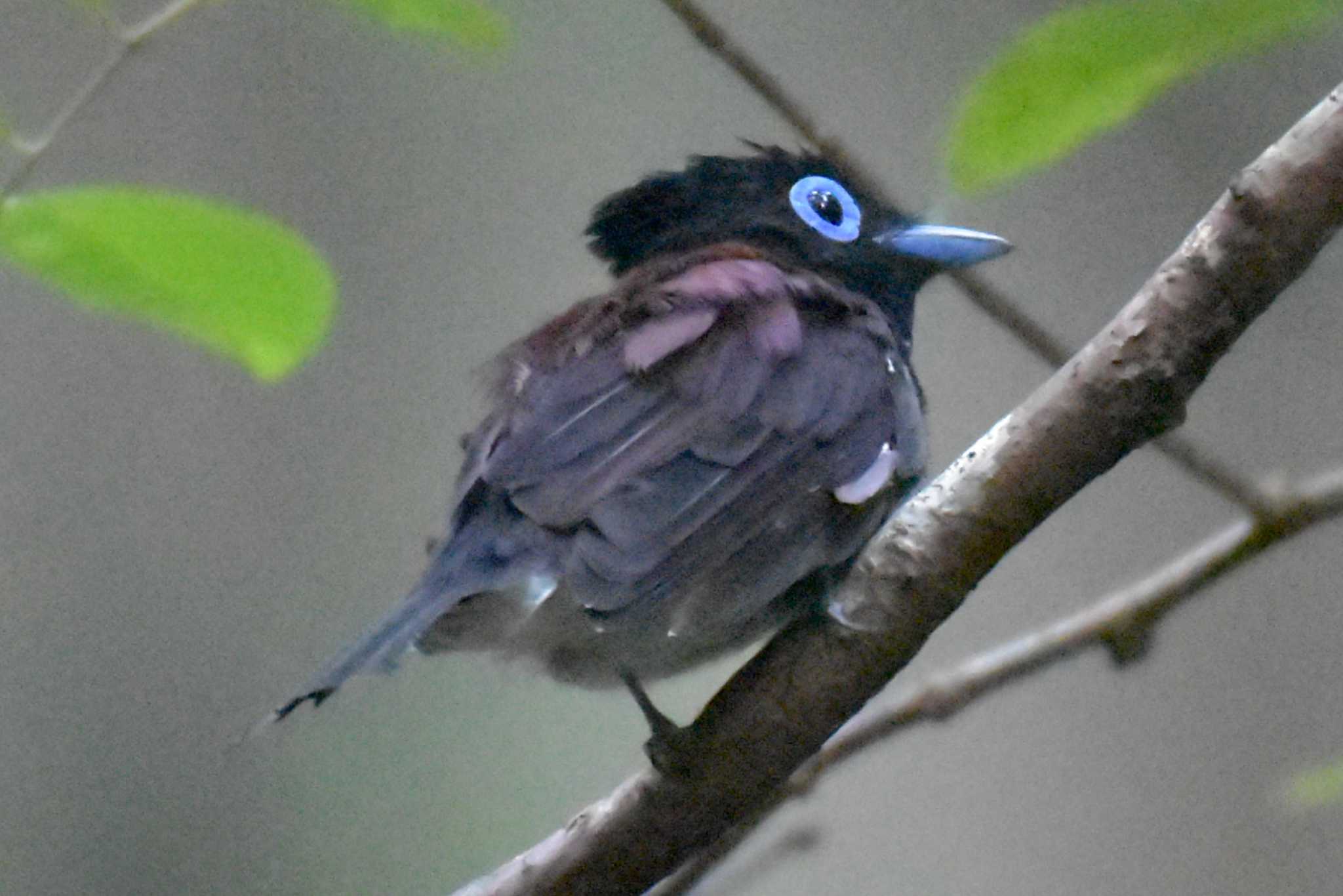 Photo of Black Paradise Flycatcher at ささやまの森公園(篠山の森公園) by Shunsuke Hirakawa