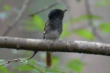 Black Paradise Flycatcher ささやまの森公園(篠山の森公園) Wed, 8/12/2020