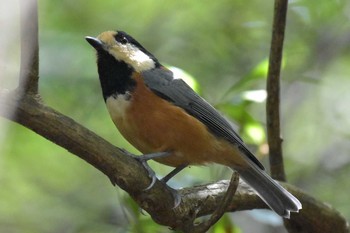 Varied Tit ささやまの森公園(篠山の森公園) Wed, 8/12/2020