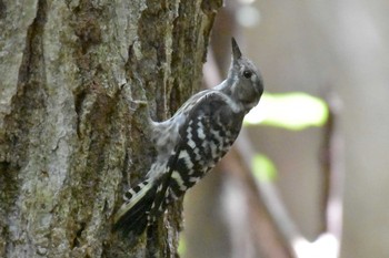 Japanese Pygmy Woodpecker ささやまの森公園(篠山の森公園) Wed, 8/12/2020