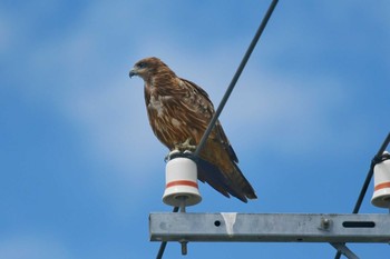 Black Kite 堺浜 Wed, 8/12/2020