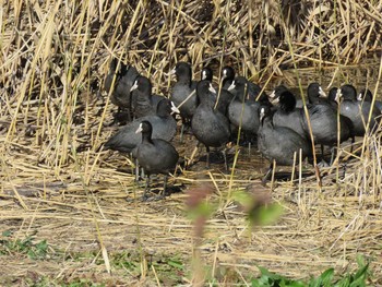 オオバン 葛西臨海公園 2018年12月15日(土)