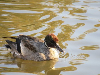 ヨシガモ 葛西臨海公園 2018年12月15日(土)