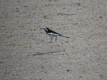 ハクセキレイ 東部中央公園 2016年5月17日(火)