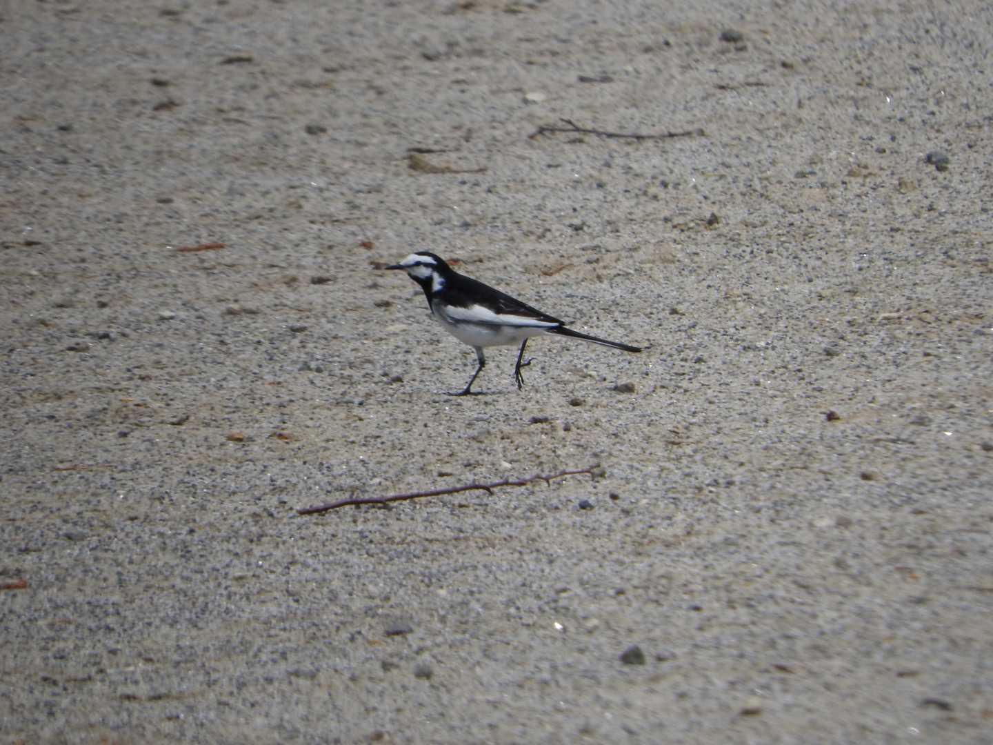 Photo of White Wagtail at 東部中央公園 by ぴよお