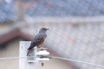 2020年8月12日(水) 川西市の野鳥観察記録