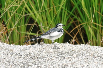 White Wagtail 倉敷市藤戸町 Thu, 8/13/2020