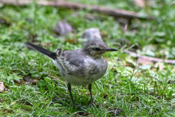 ハクセキレイ 奈良公園 2020年8月11日(火)