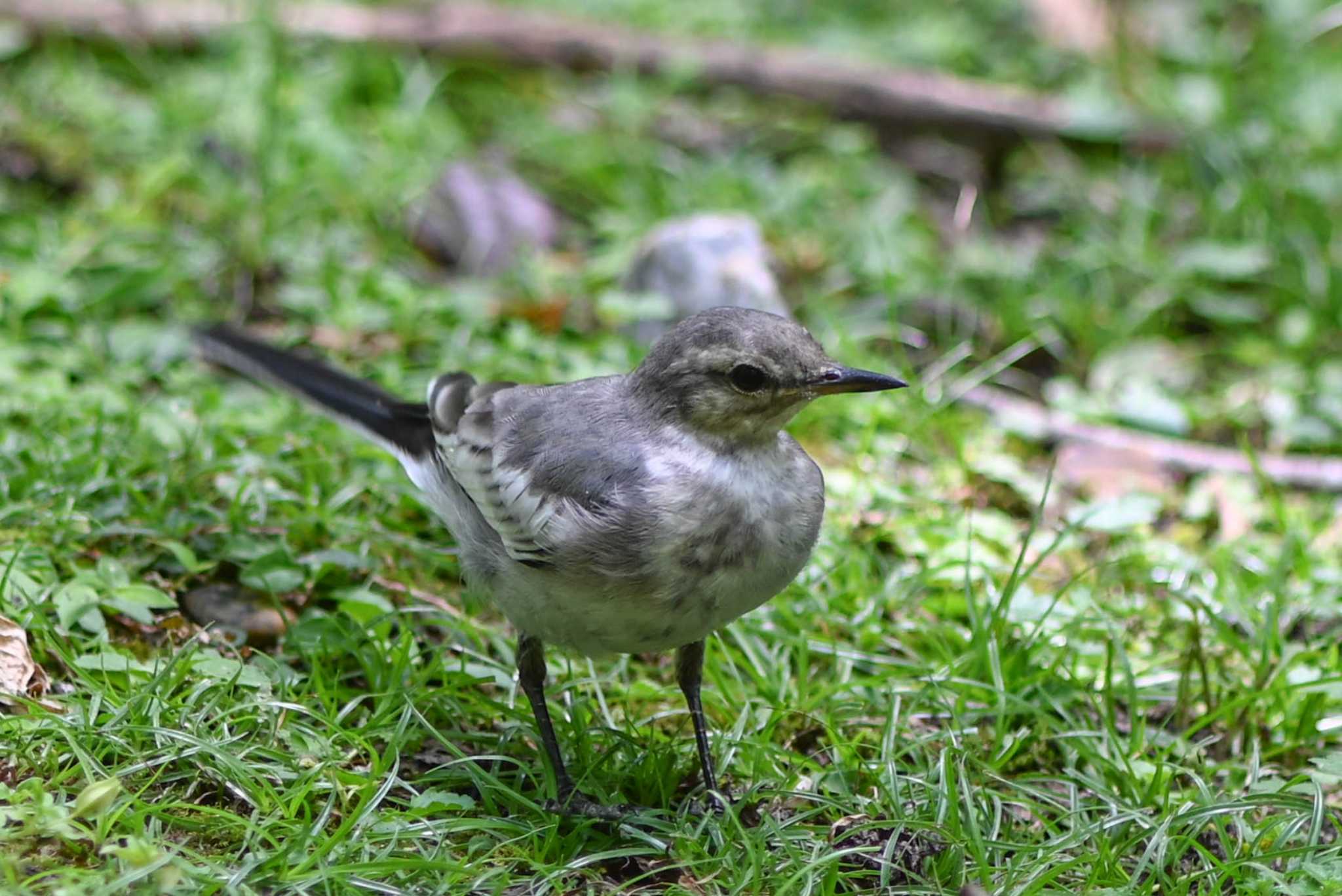 Photo of White Wagtail at Nara Park by veritas_vita