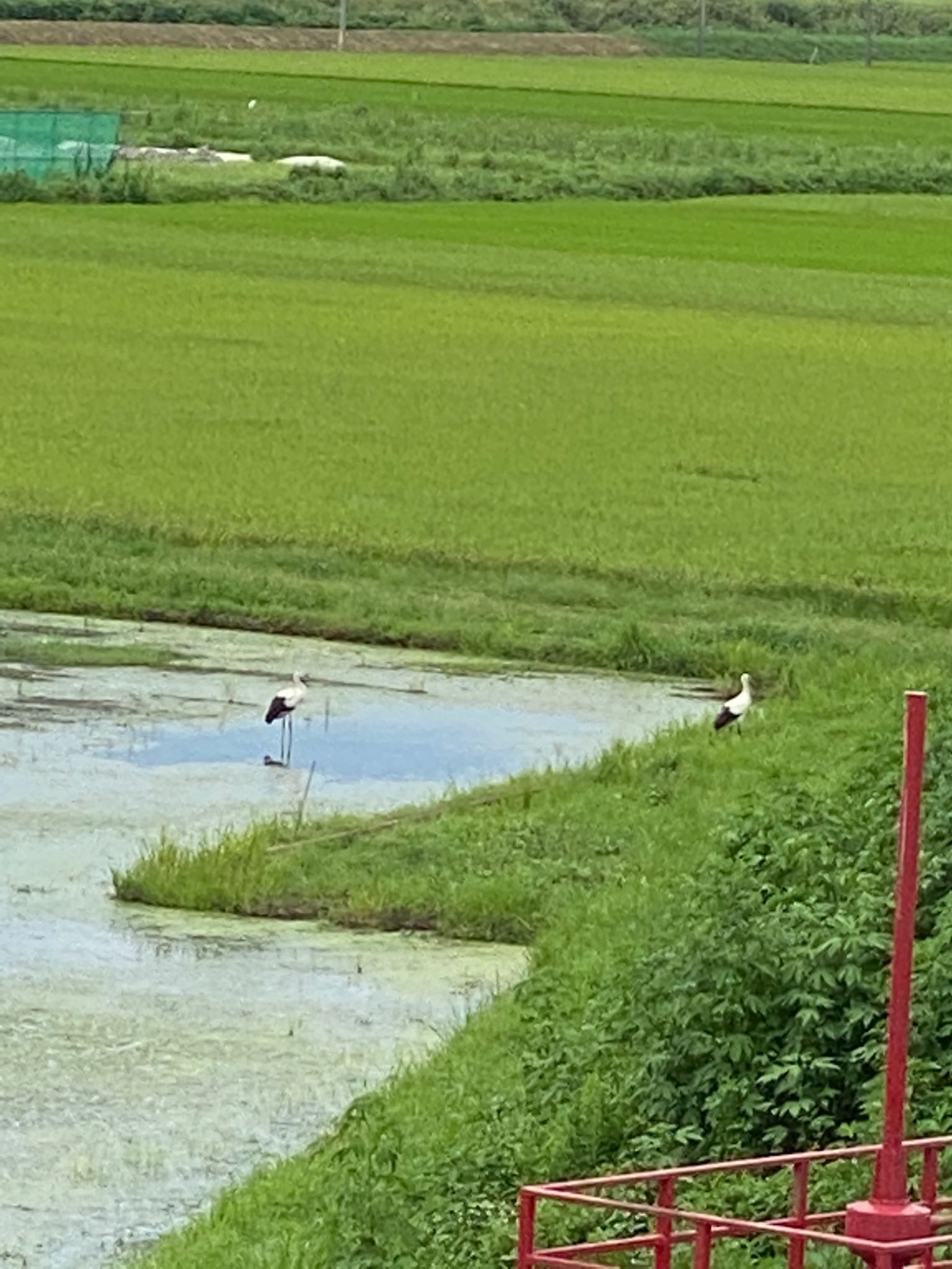 渡良瀬遊水地 コウノトリの写真 by 鳥散歩