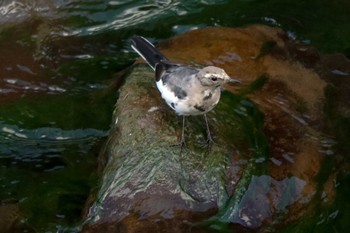 2020年8月12日(水) 湯河原の野鳥観察記録