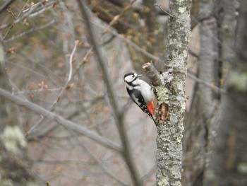 エゾアカゲラ 春光台公園 2016年5月2日(月)