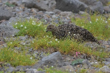 ライチョウ 乗鞍岳畳平 2020年8月12日(水)