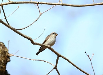 Asian Brown Flycatcher 栃木県 Wed, 5/3/2017