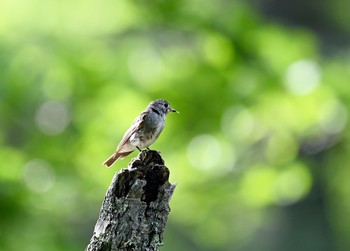 Dark-sided Flycatcher 栃木県 Mon, 8/10/2020