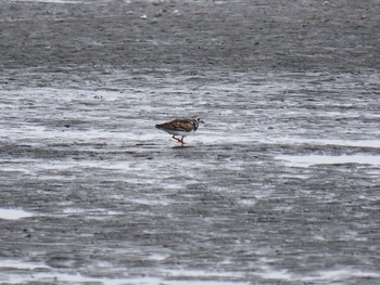 Sat, 8/8/2020 Birding report at Sambanze Tideland