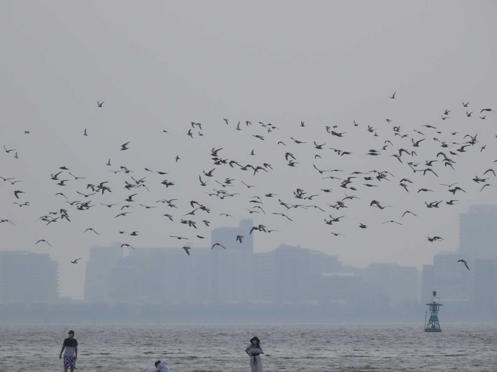 ふなばし三番瀬海浜公園 コアジサシの写真 by 鰰