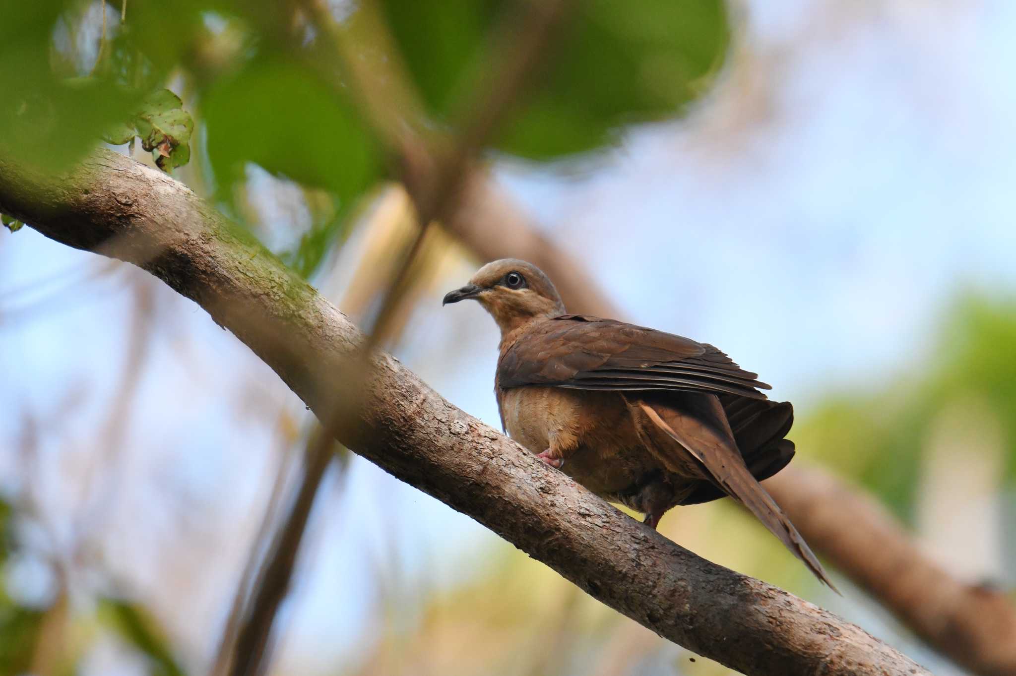 Brown Cuckoo-Dove