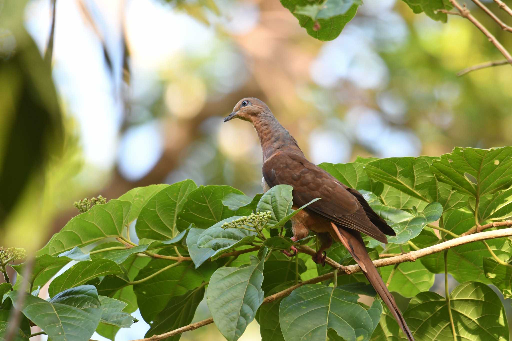 Brown Cuckoo-Dove