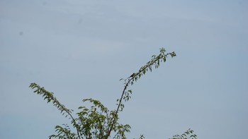 2020年8月13日(木) 渡瀬遊水池の野鳥観察記録