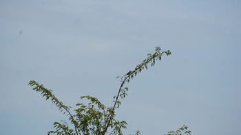 Meadow Bunting 渡瀬遊水池 Thu, 8/13/2020