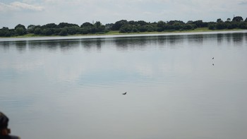 Barn Swallow 渡瀬遊水池 Thu, 8/13/2020