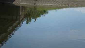 ツバメ 渡瀬遊水池 2020年8月13日(木)